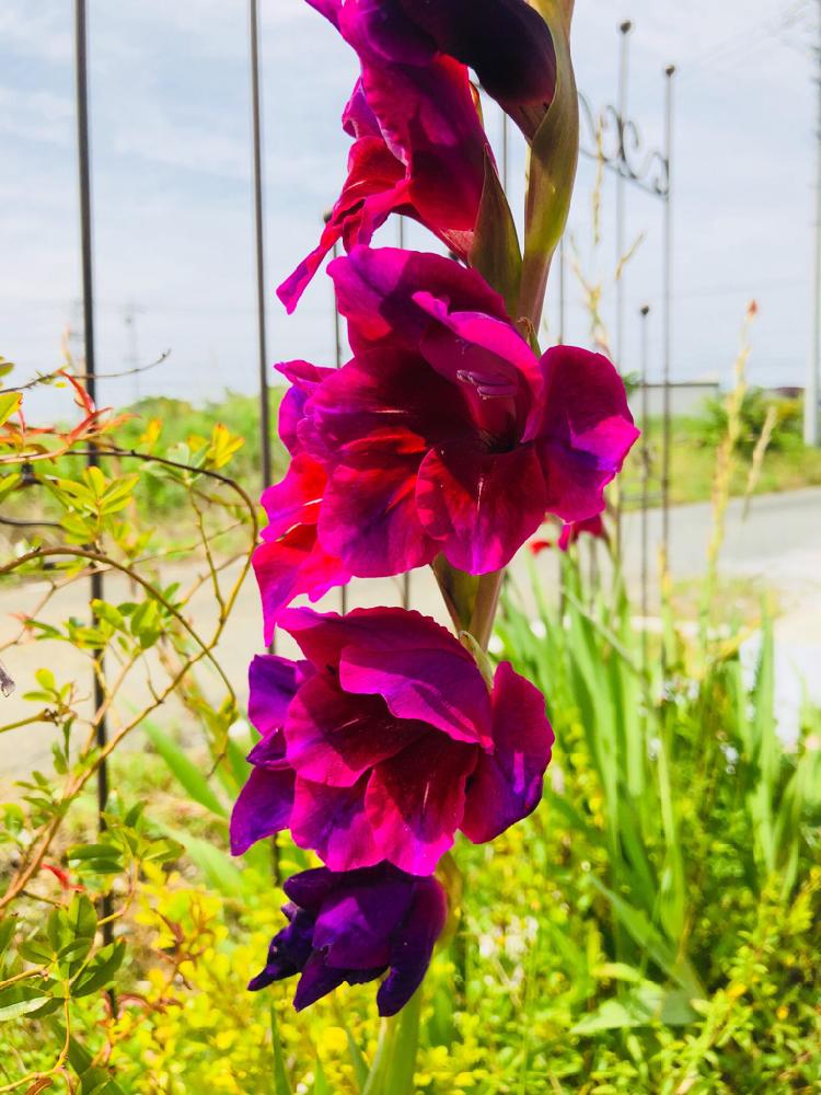 グラジオラスの投稿画像 By Chopin ショパン さん スマホ撮影とグラジオラスお花とグラジオラスの花と観察記録とgs映えとgs日和とガーデニングと花のある暮らしとgreenとマザーパープル 18月6月22日 Greensnap グリーンスナップ