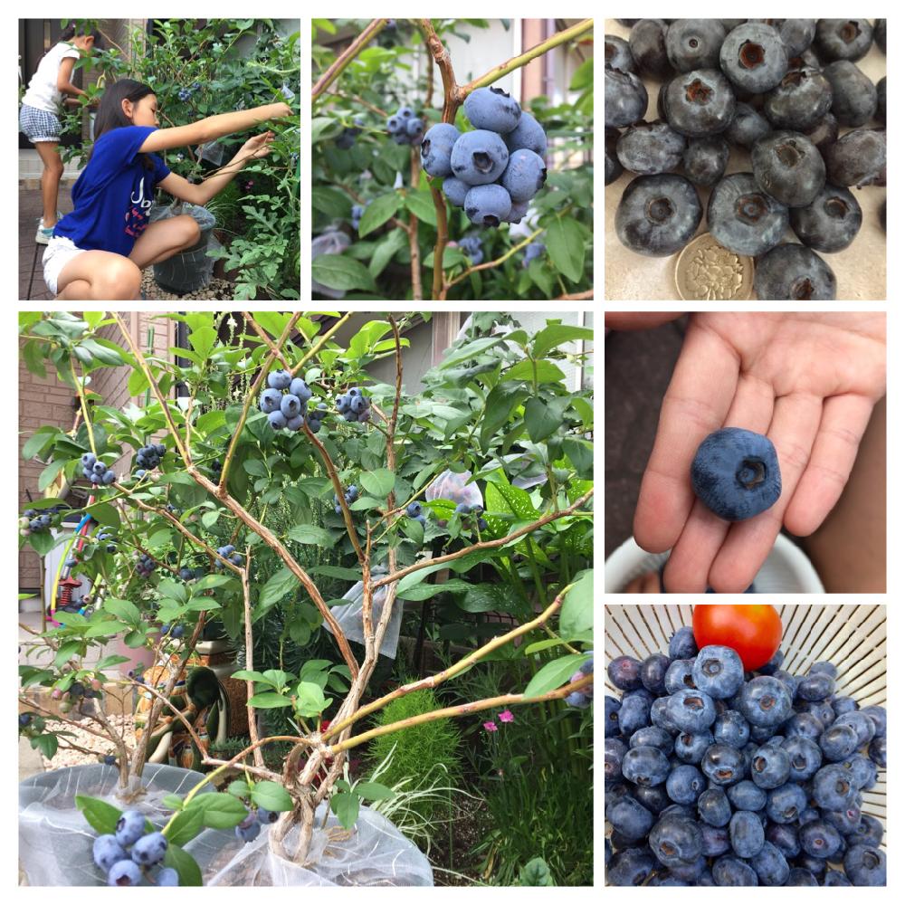 ブルーベリーチャンドラーの投稿画像 By Ikuさん 18月6月22日 Greensnap グリーンスナップ