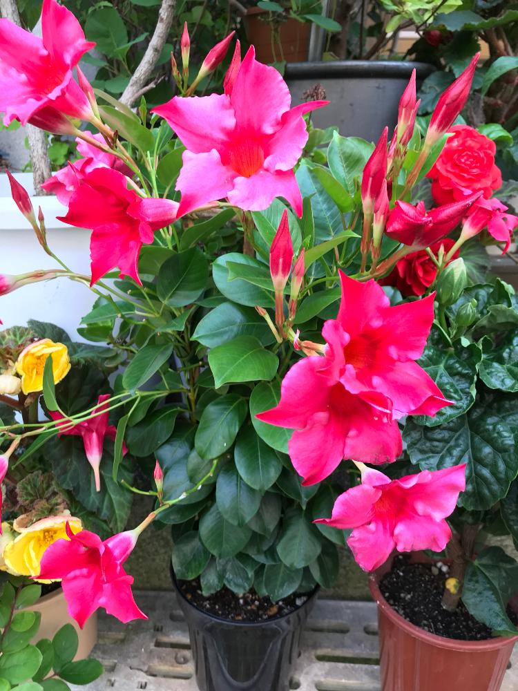 マンデビラの投稿画像 By Mjさん 6月の花とピンクの花 18月6月22日 Greensnap グリーンスナップ