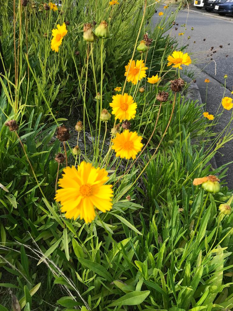 オオキンケイギクの投稿画像 By Mjさん 黄色い花と6月の花と花壇 18月6月22日 Greensnap グリーンスナップ