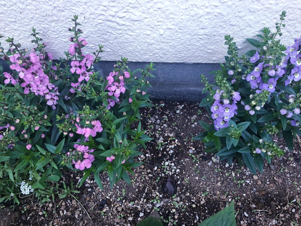 アンゲロニア セレニータの投稿画像 By Moheさん 18月6月22日 Greensnap グリーンスナップ