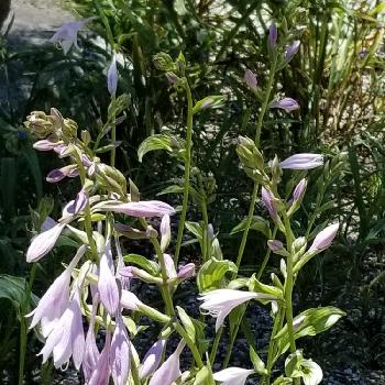 癒しの処方箋の画像 by あららさん | 広い庭と癒しの処方箋と植中毒と恥ずかしい庭と目の保養と花のある暮らしと薄紫のお花