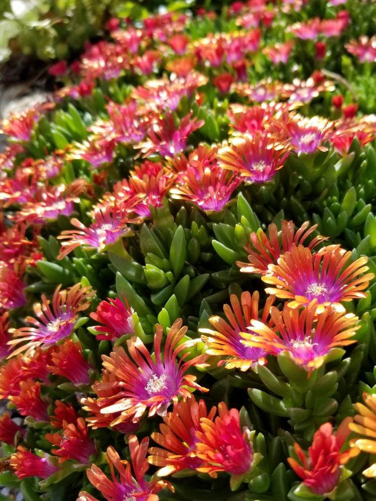 デロスペルマ 耐寒マツバギク の投稿画像 By みう3さん 耐寒性宿根草とマイガーデンとナチュラルガーデンとピンクとオレンジ色とガーデニングと花のある暮らしと北海道と庭の宿根草 18月6月22日 Greensnap グリーンスナップ