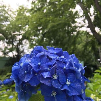 マナスルセルリアンブルーの投稿画像一覧 Greensnap グリーンスナップ