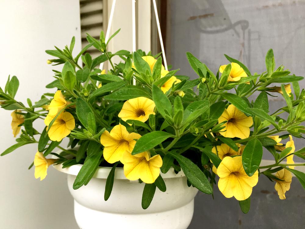 夏の花の投稿画像 By ちーさん 黄色小花と黄色の花と鉢植えと小花と花のある暮らしとガーディニング 18月6月23日 Greensnap グリーンスナップ