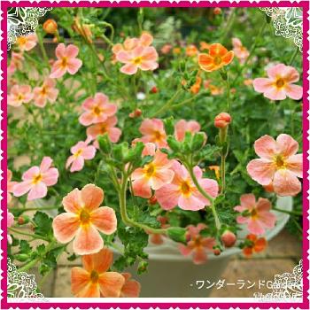 サンブリテニアアプリコットディーバの画像 by RIKAさん | 小さな庭とサンブリテニアアプリコットディーバと可憐な花と植中毒とピンク色の花と花のある暮らしと大好き♡︎ʾʾと小さな花