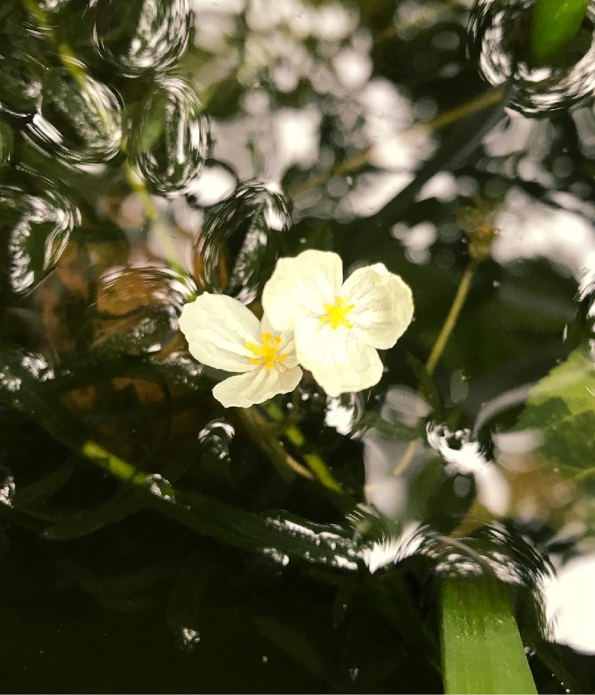 水草 オオカナダモの花の投稿画像 By Ebisuさん かわいい花 18月6月23日 Greensnap グリーンスナップ