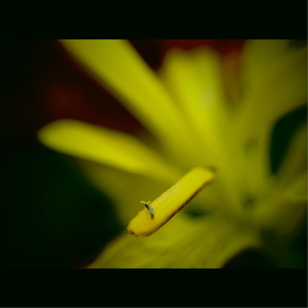 キショウブの投稿画像 By Masa Kさん Yellow Irisと黄菖蒲と昆虫と植物と旭川とgs初心者と要注意外来生物とgs映えとマクロ撮影と黄色い花と雄しべと雌しべと北海道とiphone撮影 18月6月23日 Greensnap グリーンスナップ