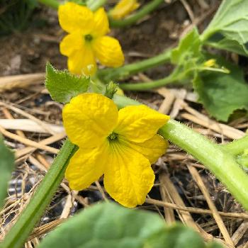 メロンの花の投稿画像一覧 Greensnap グリーンスナップ