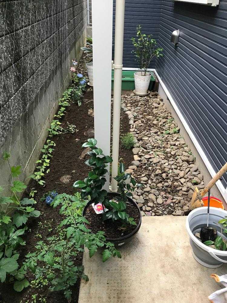 ハツユキカズラ の投稿画像 By 庵さん ミニトマト と明日葉とツバキの花とデイジー と秋明菊 と枇杷の木と庭作りとすずらん とタマズダレ属とアジサイ 紫陽花とドクダミ科とツユクサ科とミニビオトープと茄子 きゅうり ズッキーニ ピーマンと ウォーター