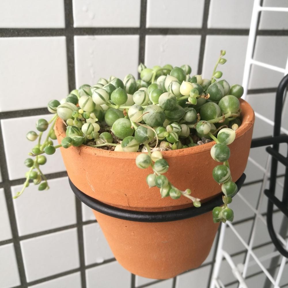 斑入りグリーンネックレスの投稿画像 By こんてぃぬさん 雨に輝くと賃貸とgs映えとgs日和とno Green No Lifeと植中毒と素焼き鉢とタニラーと多肉 グリーンネックレスとマグァンプkとメネデールとタニク初心者とバルコニストとフローラ黒田園芸 18月6月23日