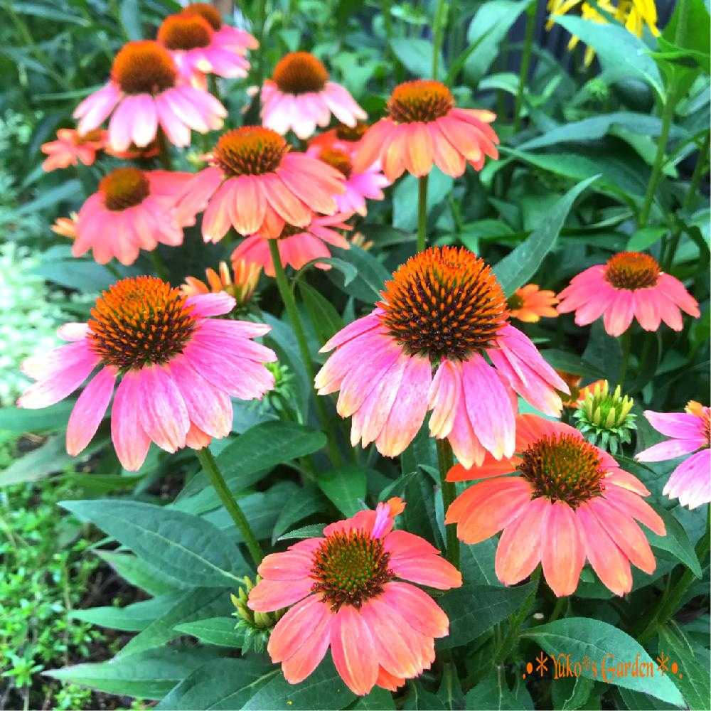 私の大好きなエキナセア Echinacea Picture Book 2 Greensnap グリーンスナップ