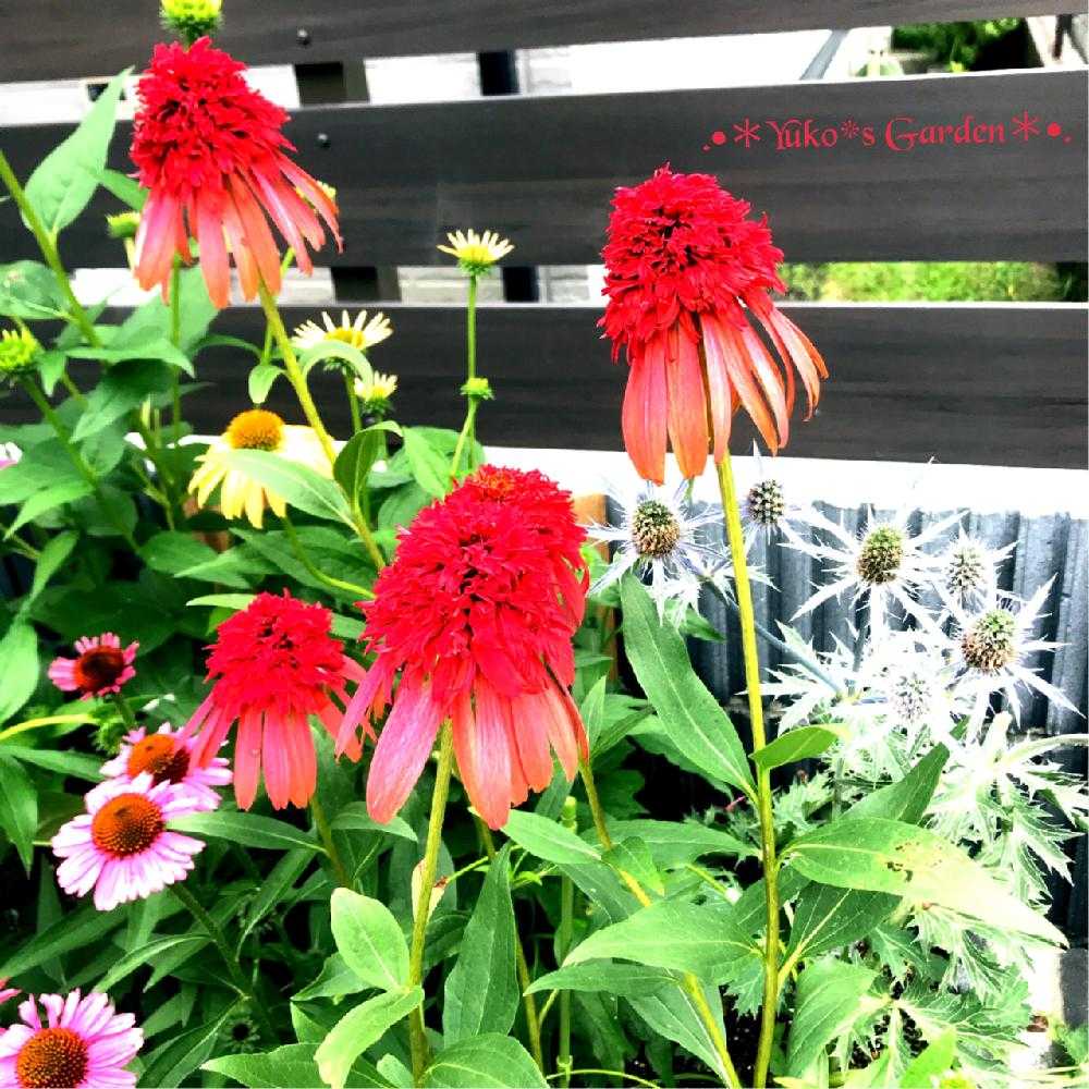 私の大好きなエキナセア Echinacea Picture Book 2 Greensnap グリーンスナップ