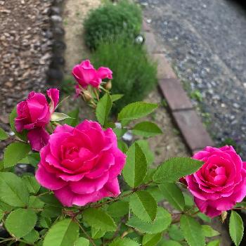 四季咲きミニ薔薇の画像 by nonchanさん | 小さな庭と名前を教えて！と我が家の薔薇と四季咲きミニ薔薇と四季咲きと名前を教えてくださいとうどん粉病になりやすい薔薇と花のある暮らしと薔薇♪と可愛いピンク色♡とプランター植え
