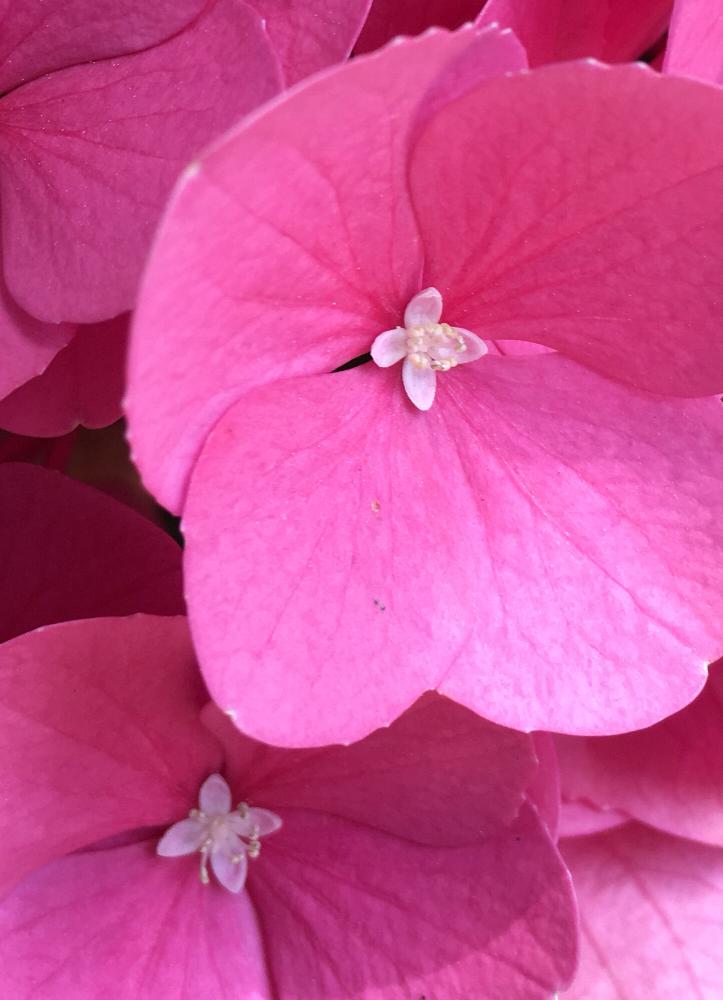 あじさい18 コンテストの投稿画像 By ミーシャさん 花のある暮らしと紫陽花が好き とみどりのある暮らし 18月6月23日 Greensnap グリーンスナップ