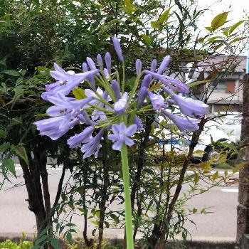 雨やんで美しいの投稿画像一覧 Greensnap グリーンスナップ