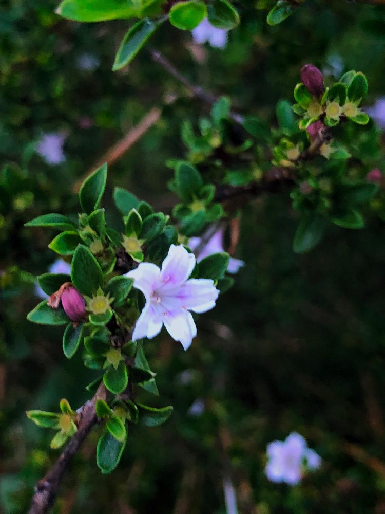 ハクチョウゲの投稿画像 By ホリさん 垣根と小さい花と白い花と庭木 18月6月23日 Greensnap グリーンスナップ