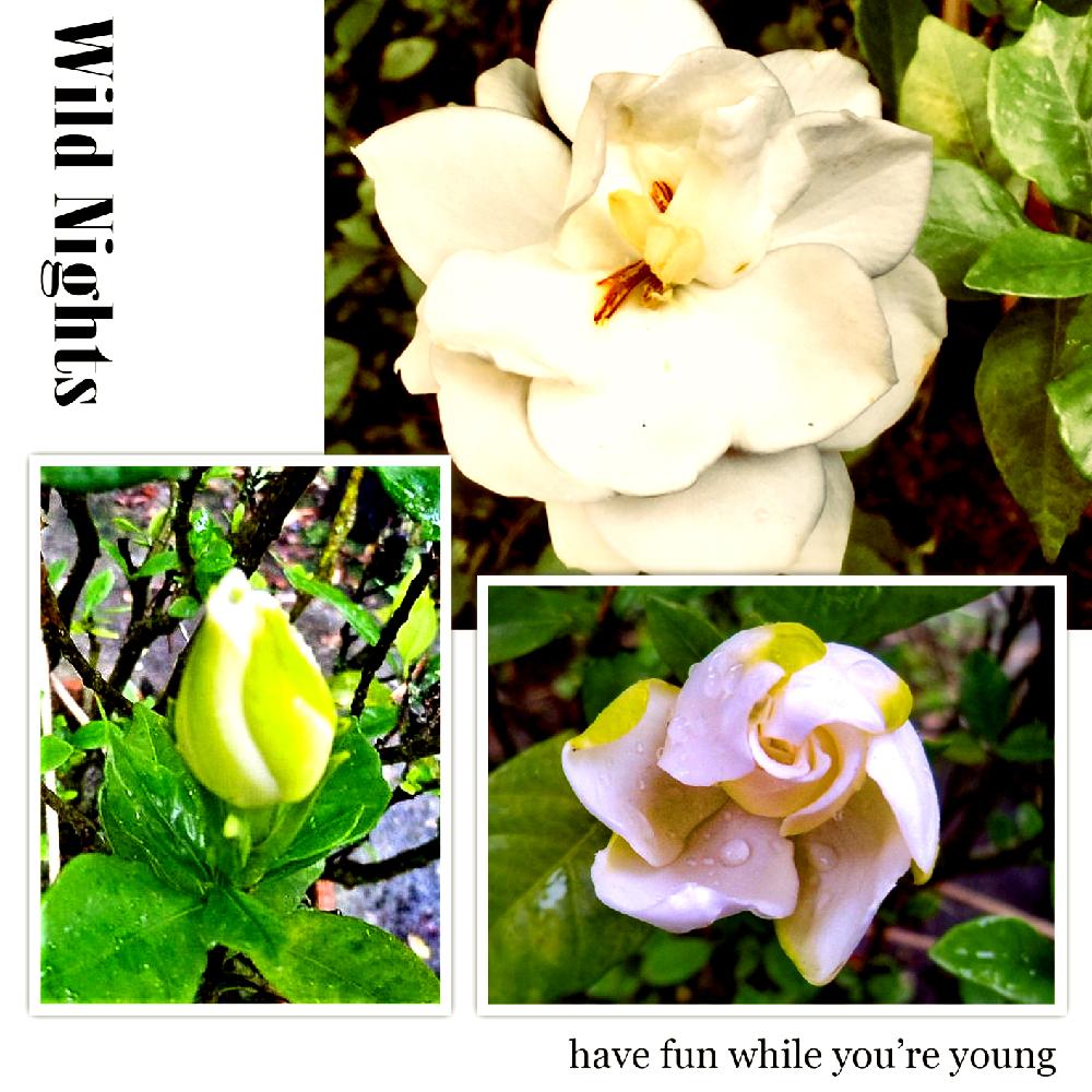 クチナシ の投稿画像 By 花さん 白い花と良い香りのお花と花のある暮らしと咲いた と食中毒 18月6月24日 Greensnap グリーンスナップ