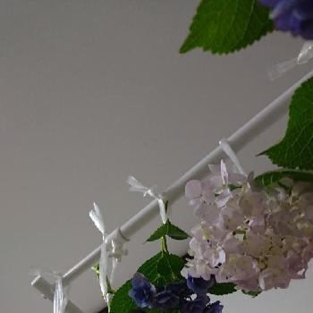 期待を込めての投稿画像一覧 Greensnap グリーンスナップ