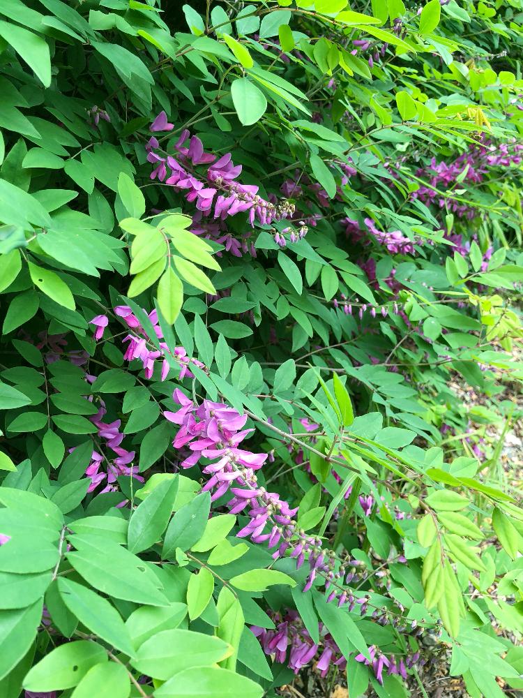 ハギの投稿画像 By キマグレ さん 咲いた と和風ティストと花のある暮らしと今日の一枚とニワフジと広い庭と咲いた と和風ティストと花のある暮らしと今日の一枚 18月6月24日 Greensnap グリーンスナップ Greensnap グリーンスナップ