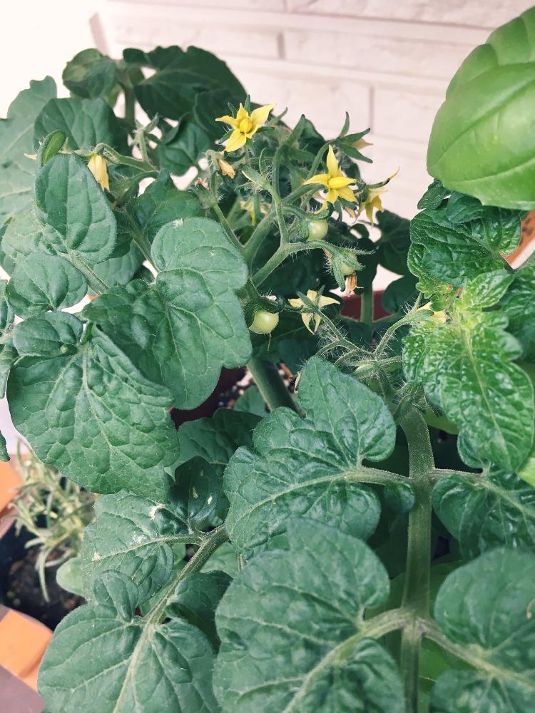 ミニトマト レジナ の投稿画像 By すーさん ﾐﾆﾄﾏﾄの可愛い花と食べられますようにと失敗経験ありと植物はすぐ枯らすタイプ 2018月6月24日 Greensnap グリーンスナップ