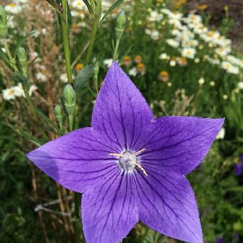 気品のある花の投稿画像一覧 Greensnap グリーンスナップ
