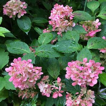 ヤマアジサイ 紅てまりの投稿画像一覧 Greensnap グリーンスナップ