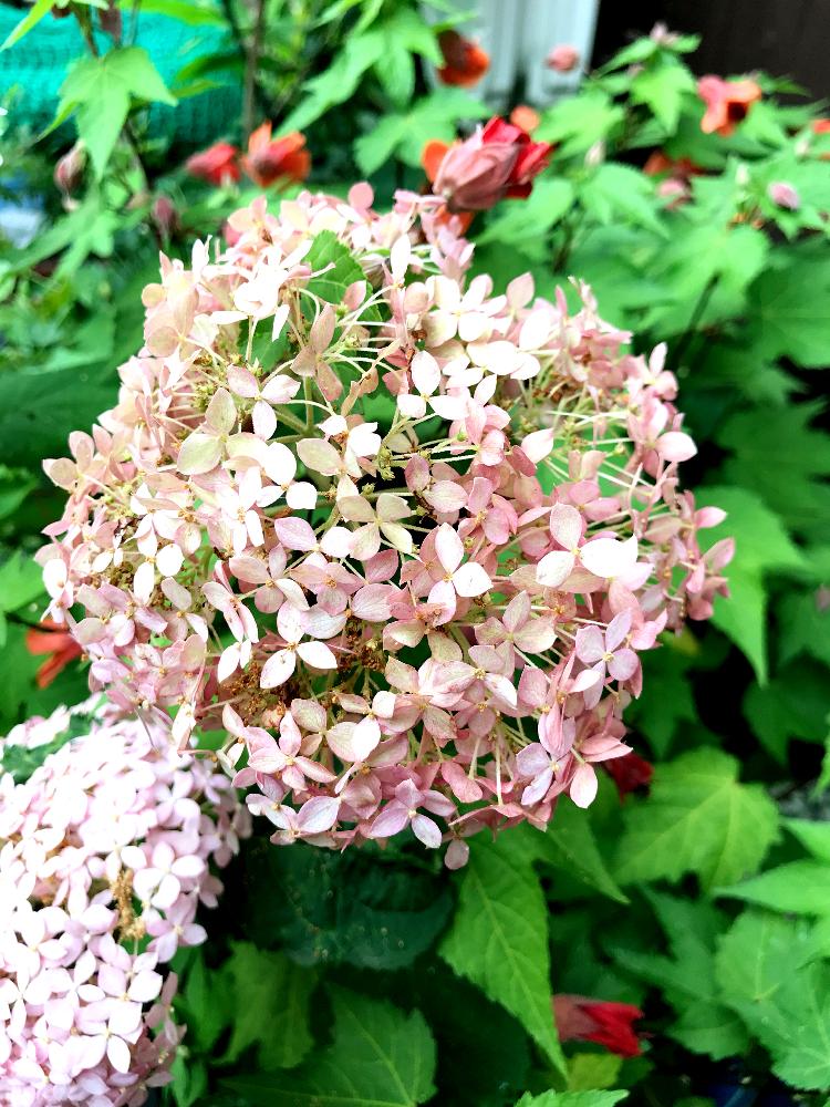 可憐な花の投稿画像 By Mikeyさん 初めて見た とピンクの花と梅雨の花と紫陽花 アジサイ あじさいと夏が来た とサーモンピンクの花とアジサイ 紫陽花とオレンジ色と可愛いと花のある暮らしとお花とやっぱり花が好き とバルコニスト 18月6月24日 Greensnap