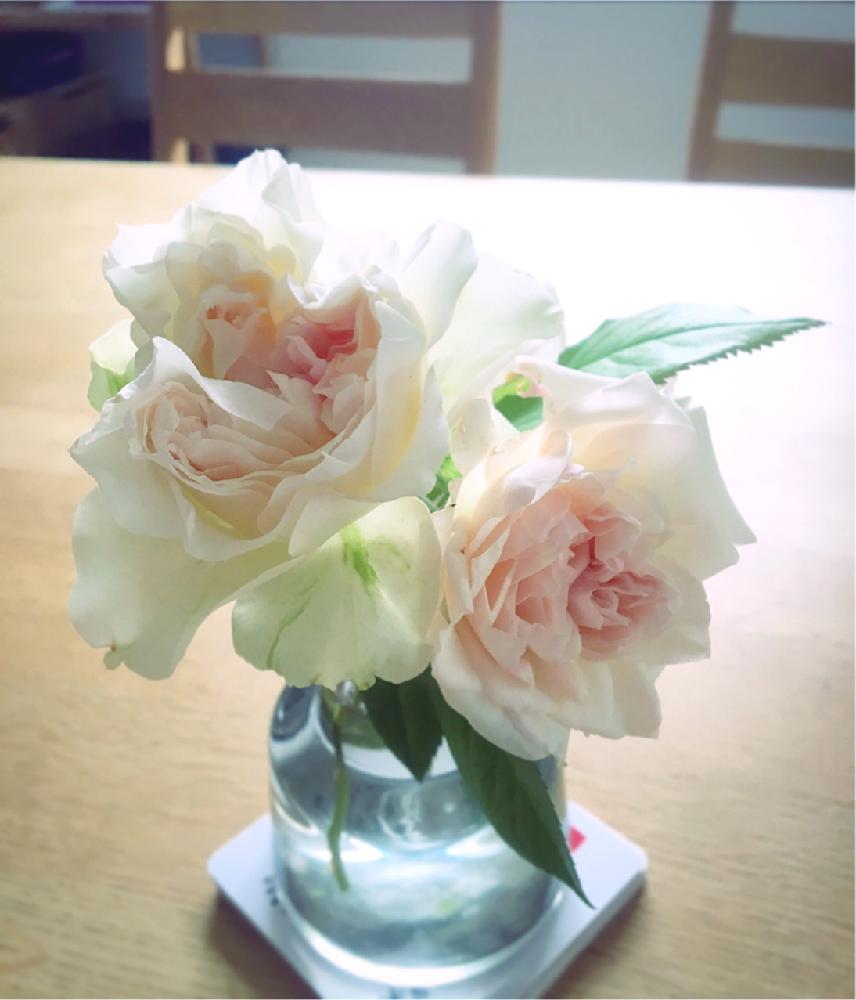 国際バラとガーデニングショウ18の投稿画像 By ｊｕｎｅさん ばら バラ 薔薇と薔薇に魅せられてとgs映えとgs日和と植中毒と花のある暮らしと薔薇 とバラ ミニバラとロザリアンと咲いた 18月6月24日 Greensnap グリーンスナップ