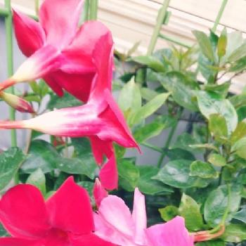 3色の画像 by Sachi_hyさん | 小さな庭とサンパラソルとサンパラソル・ビューティーと3色と大好きとサンパラソル*とピンクとレッド系と花のある暮らし