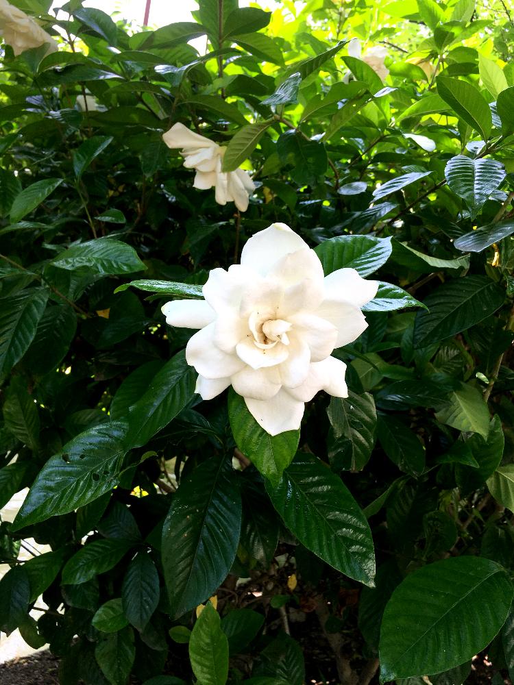 八重咲きクチナシの投稿画像 By さっちーさん 18月6月24日 Greensnap グリーンスナップ