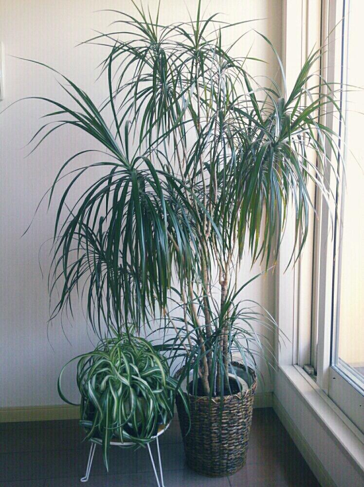 観葉植物の投稿画像 By Tomittaさん オリヅルラン とドラセナ属とドラセナ 緑とドラセナコンシンネマジナータ 18月6月24日 Greensnap グリーンスナップ
