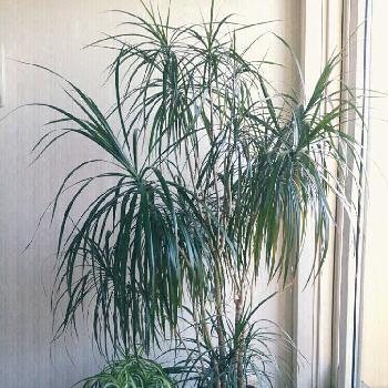 ドラセナ 緑の画像 by Tomittaさん | インテリアと観葉植物とオリヅルラン❇︎とドラセナ属とドラセナ 緑とドラセナコンシンネマジナータ