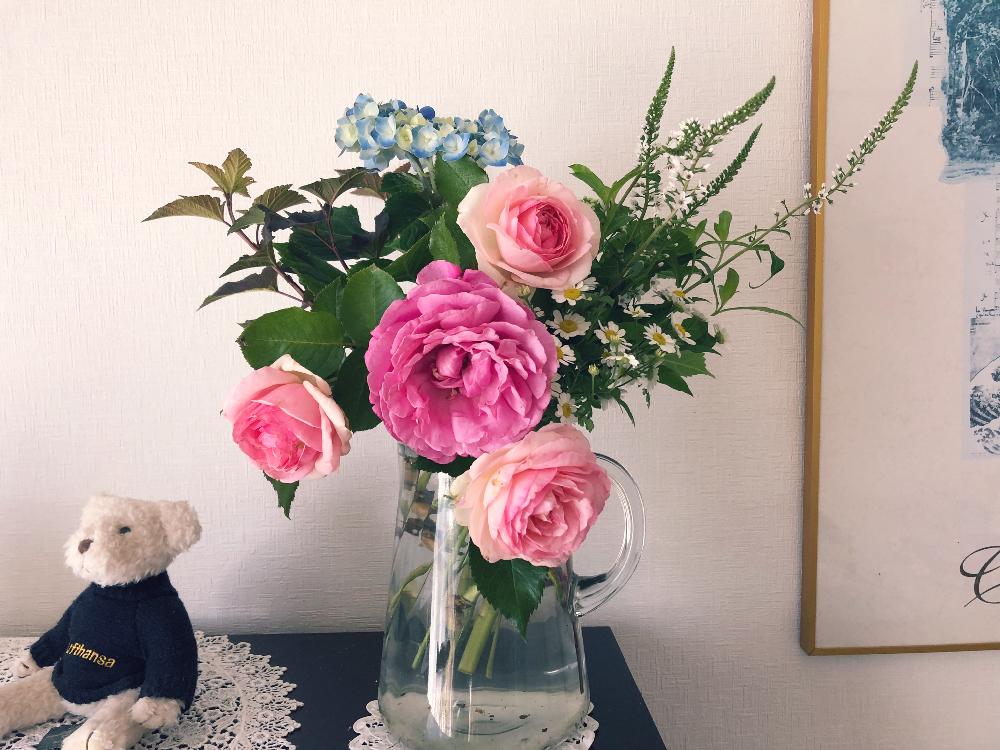 テマリシモツケディアボロの投稿画像 By Miyabiさん ばら バラ 薔薇と狭い庭とバラ ピエールドゥロンサールとショッキングピンクとピンク ピンクとgs映えとつるバラとgs日和とテーブルフラワーとマトリカリア花と花のある暮らしと白い花と庭の宿根草 18月6月24日