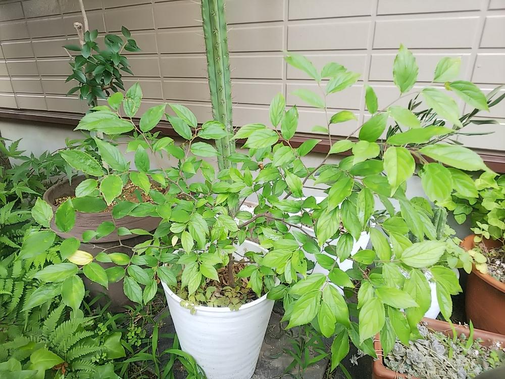 エノキの投稿画像 By Evilrootさん 庭木と鉢植え 18月6月24日 Greensnap グリーンスナップ