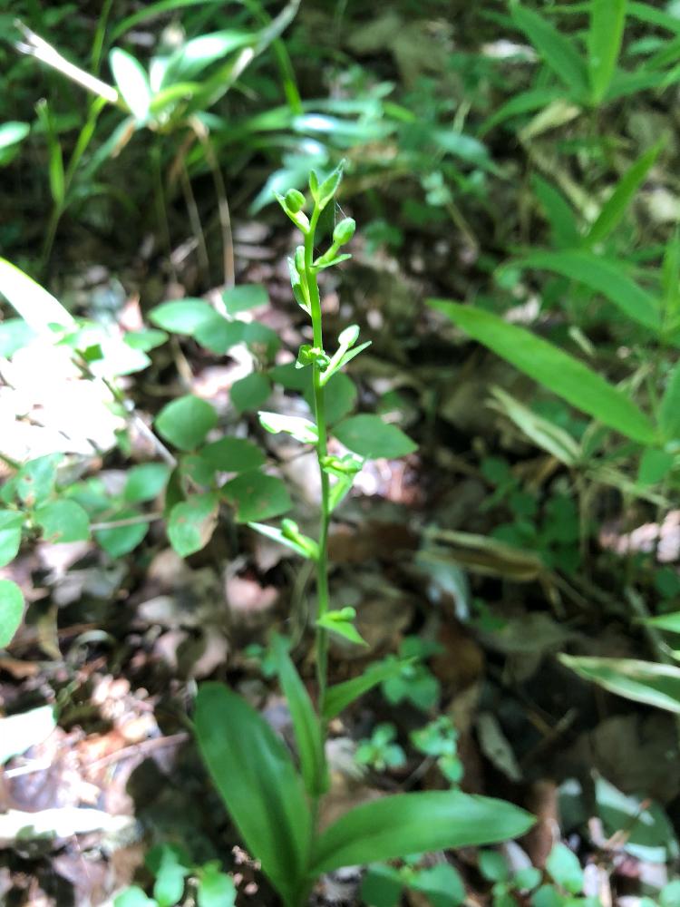 オオバノトンボソウの投稿画像 By V ちえ Vさん ラン科と山野草とつぼみと野生ランと自生 18月6月24日 Greensnap グリーンスナップ