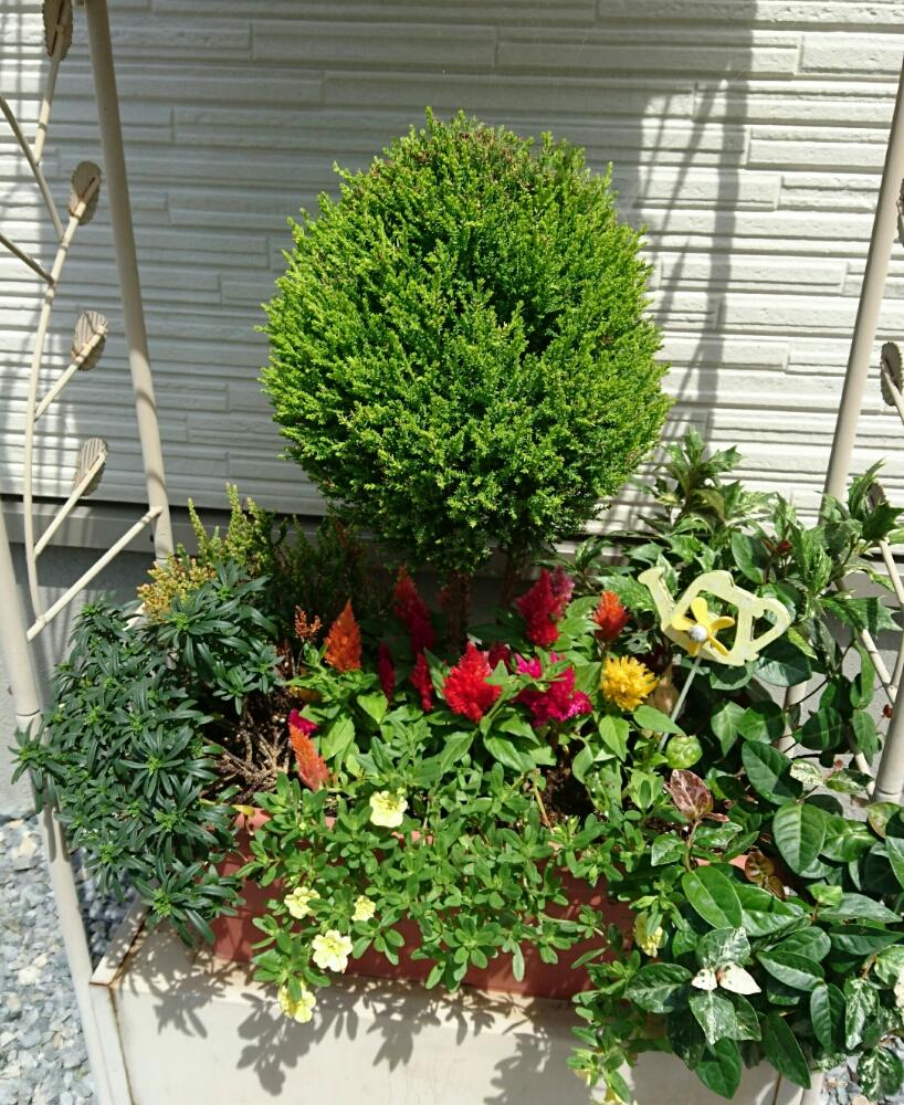 カリブラコアの投稿画像 By Yamaさん ケイトウとコニファーと根付いた と寄せ植えとgs日和と鉢植えと成長記録と花のある暮らしとトピアリー 18月6月24日 Greensnap グリーンスナップ