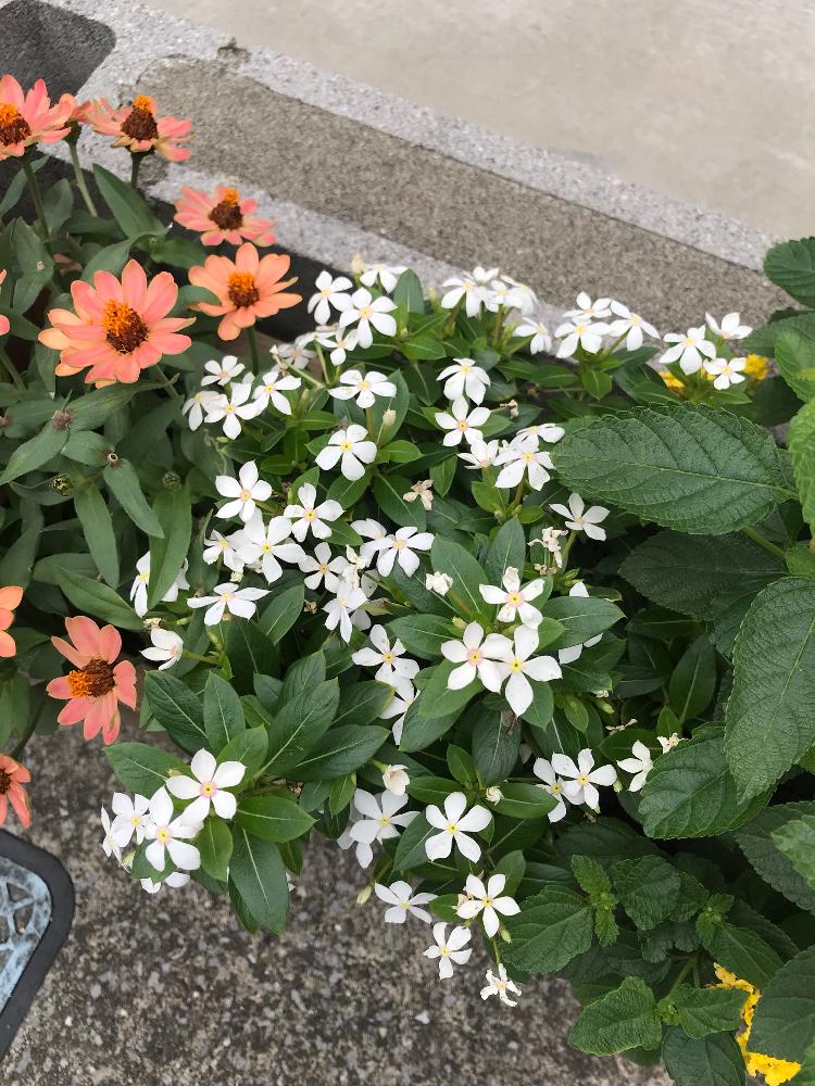 ニチニチソウ フェアリースターの投稿画像 By モグさん 寄せ植えと夏の花と我が家の花壇と鉢植えとウッドプランターと花のある暮らしと白い花と一年草 18月6月24日 Greensnap グリーンスナップ