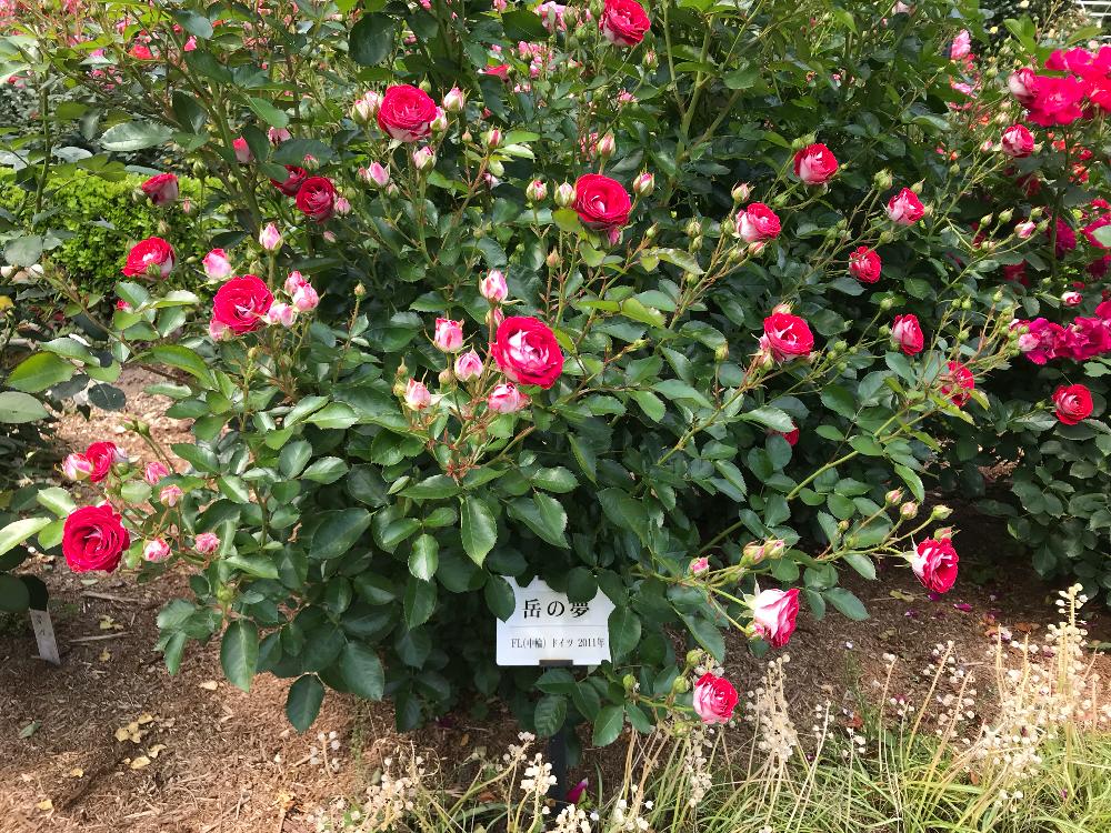 バラ 岳の夢の投稿画像 By ちびたんさん ばら バラ 薔薇と花のある暮らしとお出かけ先にてとお出かけ先と花巻温泉バラ園とバラ 岳の夢とばら バラ 薔薇と花のある暮らしとお出かけ先にてと花巻温泉バラ園 18月6月24日 Greensnap グリーンスナップ Greensnap