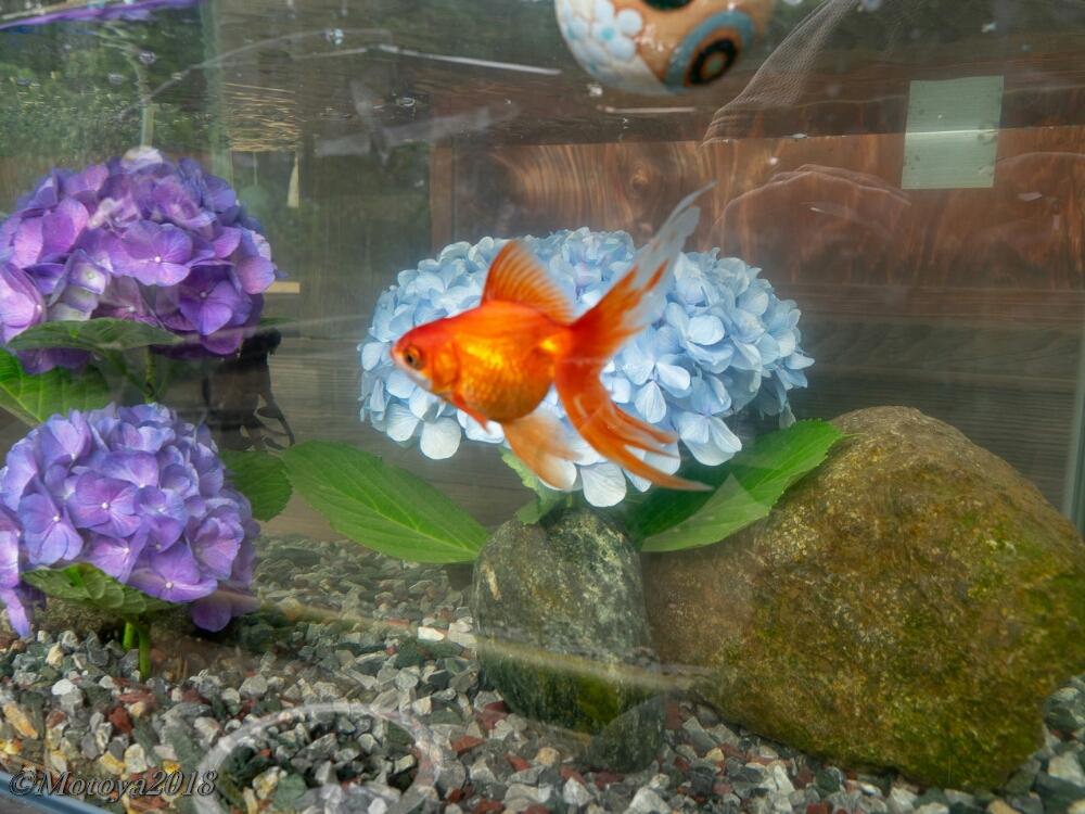 アジサイの投稿画像 By もと さん 水色の花と瀬戸屋敷と金魚と開成町 と水中アクアリウムと あじさい18 コンテストと紫の花 18月6月24日 Greensnap グリーンスナップ