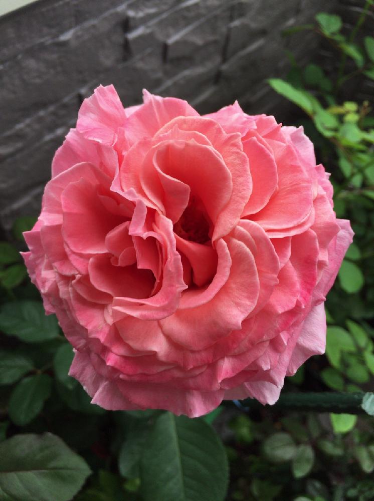 バラの投稿画像 By かおりんさん 薔薇とローランカブロルとギヨーとバラが好きとバラのある暮らし 18月6月25日 Greensnap グリーンスナップ