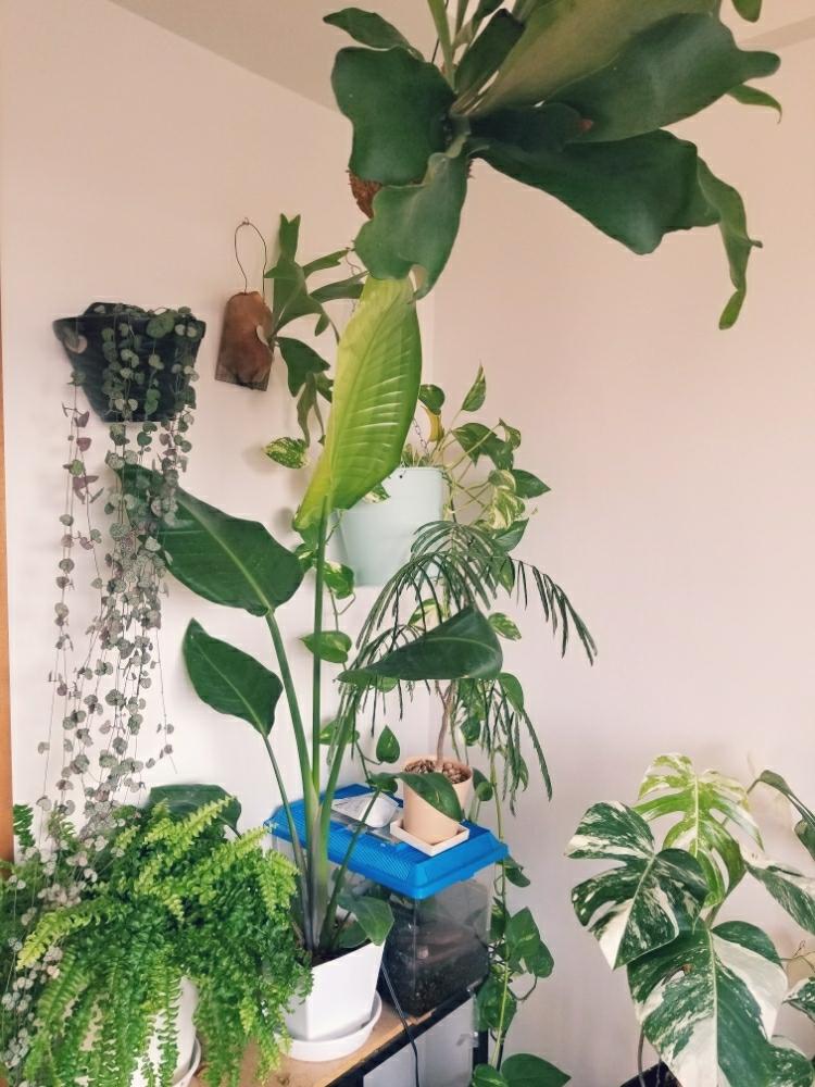 ホワイトモンステラの投稿画像 By Rie Greenさん ゴールデンポトスとエバーフレッシュとストレチア オーガスタとツデイとビカクシダ ビフルカツムとハートカズラとよかったら話しかけて と植中毒と埼玉タニラーと観葉植物がスキと繋がりに感謝 と全国オヤジ連合会