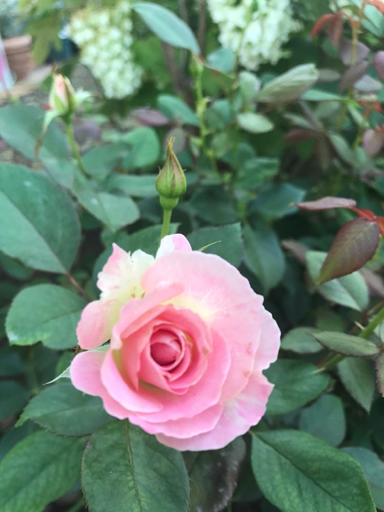 バラ マチルダの投稿画像 By Teftef さん 花のある暮らしとばら バラ 薔薇 18月6月25日 Greensnap グリーンスナップ