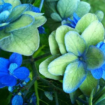 紫陽花 卑弥呼の投稿画像一覧 Greensnap グリーンスナップ 紫陽花 卑弥呼の投稿画像一覧 Greensnap グリーンスナップ