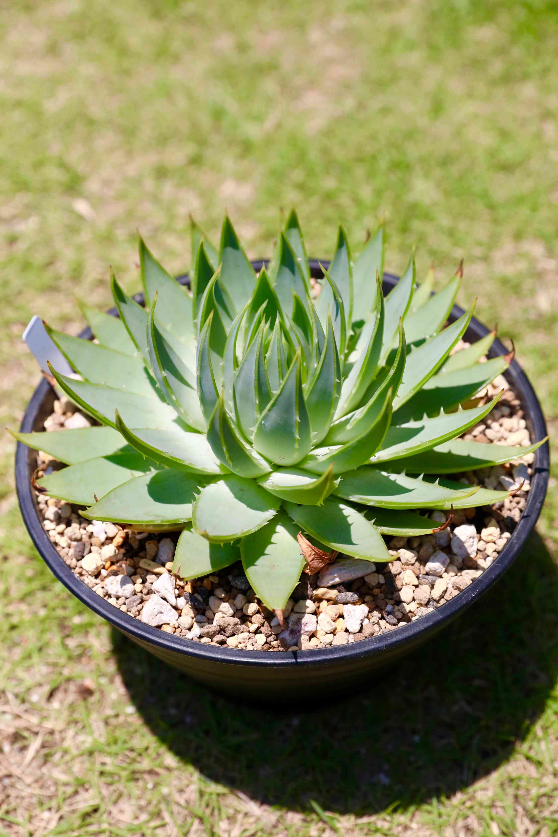 アロエ　ポリフィラ　スウィリー　7寸 アロエ ポリフィラ スウィリー 7寸 アロエ ポリフィラ