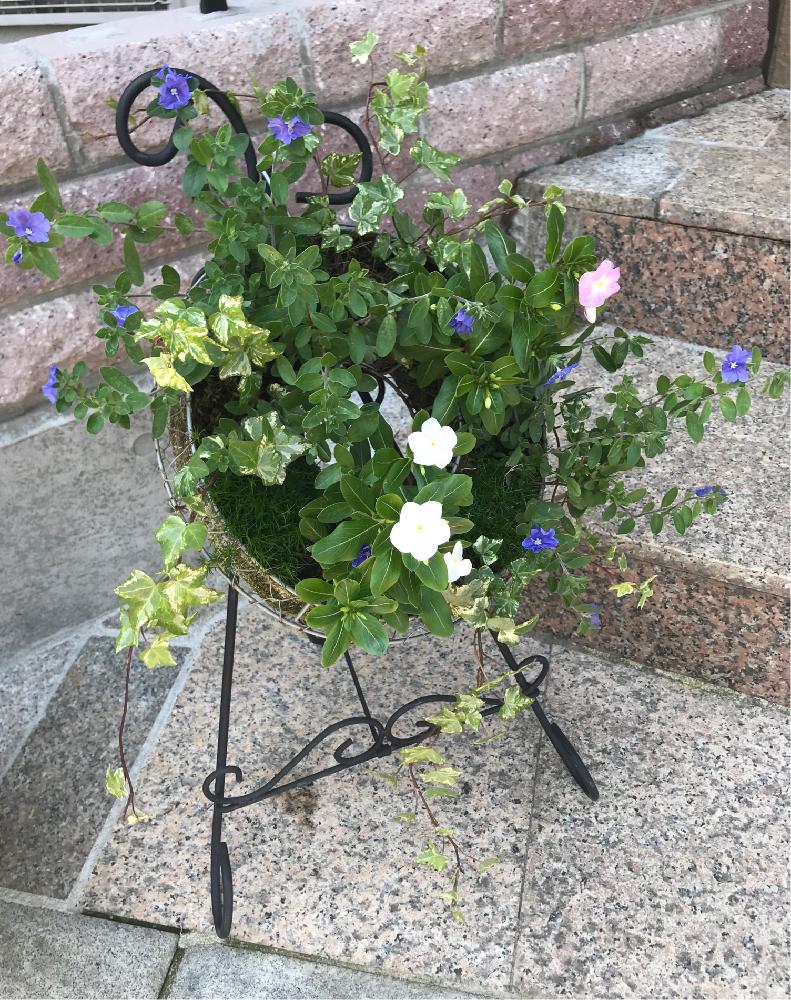 アイビーの投稿画像 By Mitsuhaさん ニチニチソウとアメリカンブルーと花のある暮らしとガーデニングと寄せ植えとハンギングリース 18月6月25日 Greensnap グリーンスナップ
