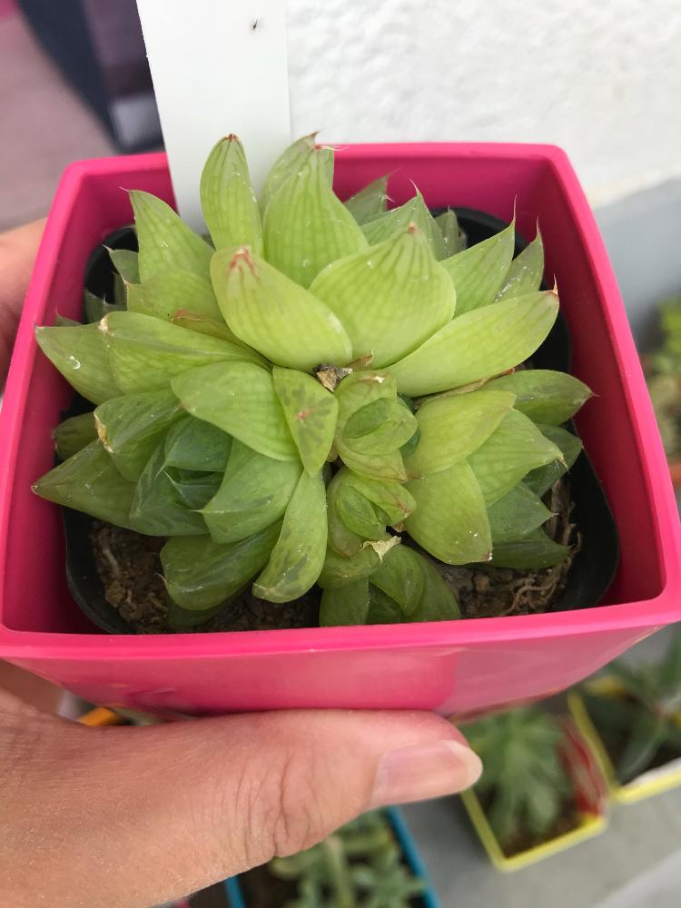 京の華の投稿画像 By ミントさん ハオルチア シンビフォルミスとバルコニー ベランダと多肉植物と多肉初心者と多肉植物と多肉初心者 18月6月25日 Greensnap グリーンスナップ Greensnap グリーンスナップ 京の華の投稿画像 By ミントさん ハオルチア シンビフォルミスとバルコニー ベランダと多肉植物と多肉初心者と多肉植物と多肉初心者 18月6月25日 Greensnap グリーンスナップ Greensnap グリーンスナップ
