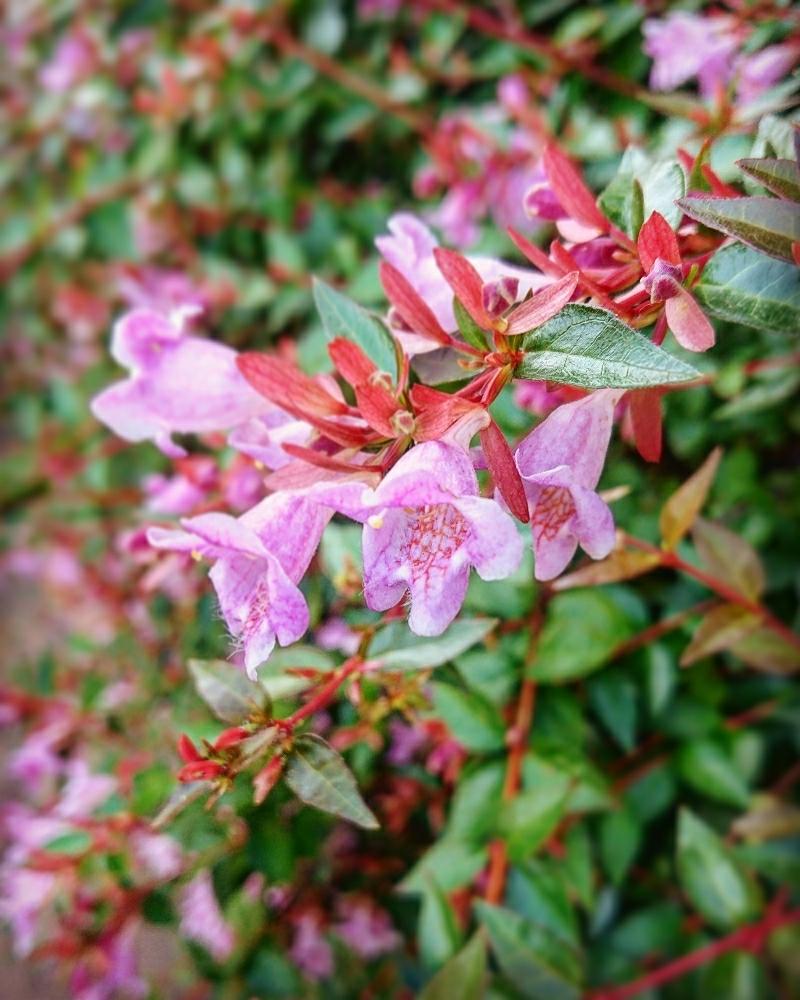 アベリアの投稿画像 By Cherry Sageさん お出かけ先とピンクの花とお写んぽと道草とgs日和と植中毒とcute と綺麗と可愛いと花 のある暮らしとお散歩と小さな花とピンクの花とお写んぽと道草とgs日和と植中毒とcute と綺麗と可愛いと花のある暮らしとお散歩と小さな花