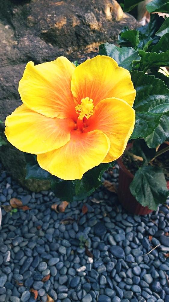 ハイビスカス イエローベルの投稿画像 By あんこさん 玄関 18月6月25日 Greensnap グリーンスナップ Greensnap グリーンスナップ