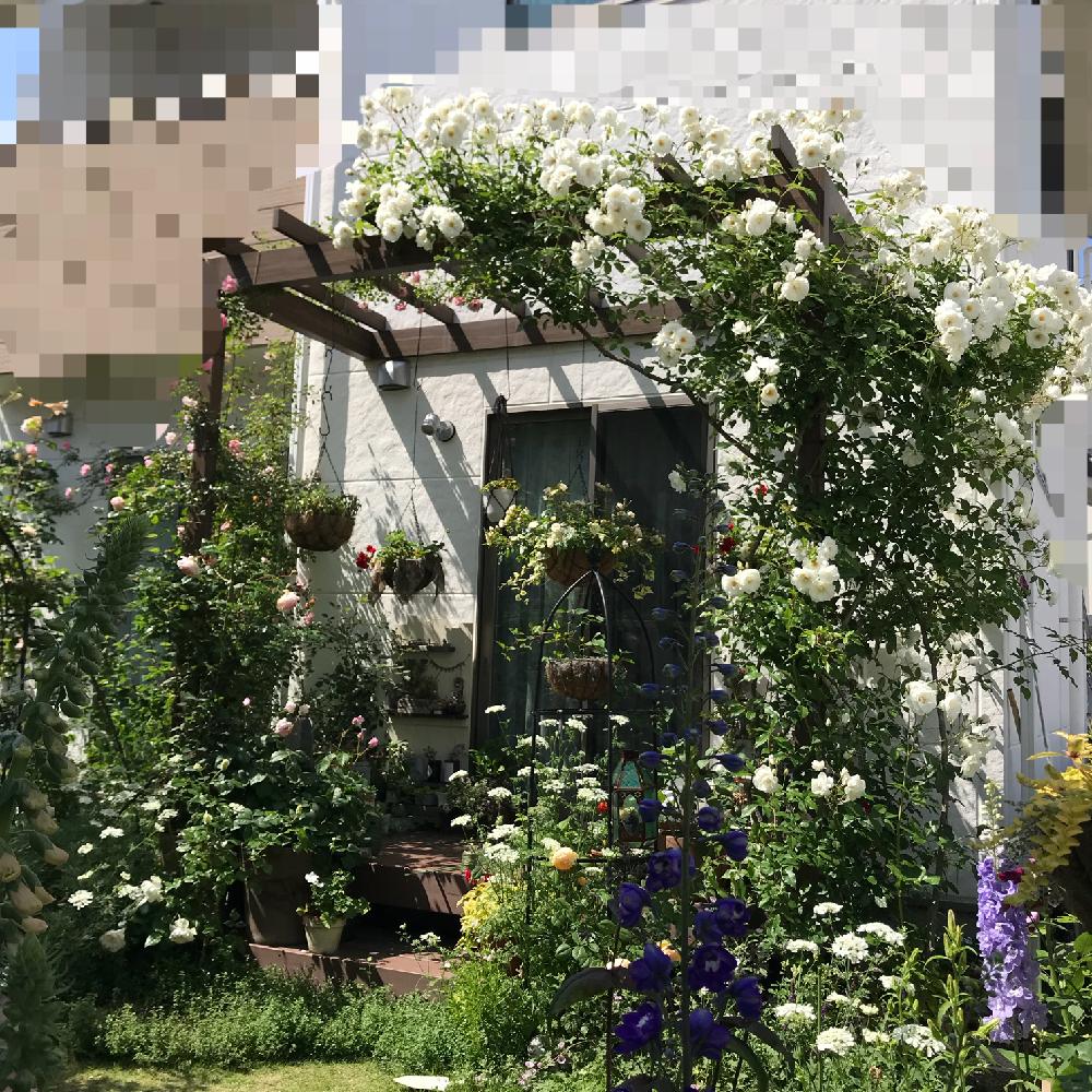 つるアイスバーグバラの投稿画像 By Ronronさん Gs日和とガーデニングと小さな小さな庭と花のある暮らしと薔薇 18月6月25日 Greensnap グリーンスナップ